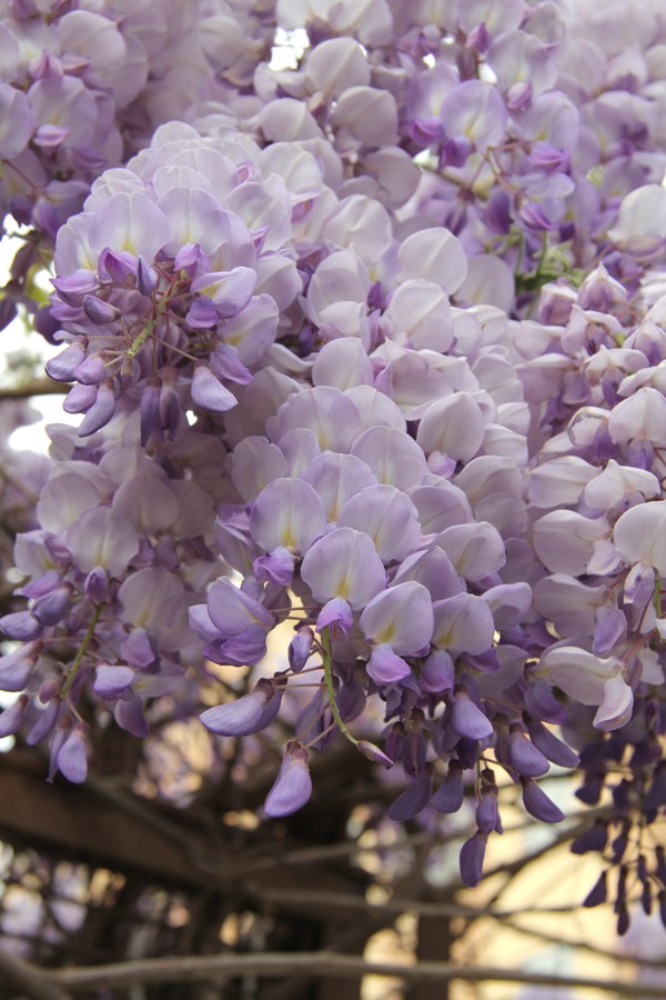 Image of Wisteria sinensis specimen.