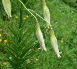 View full-size image Lilium kesselringianum
