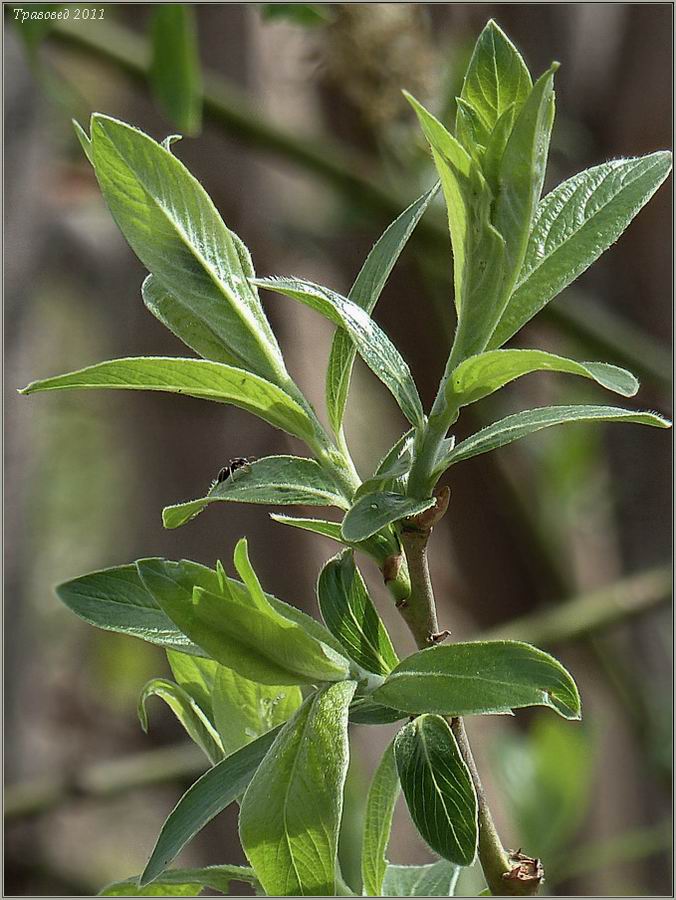 Image of Salix × holosericea specimen.