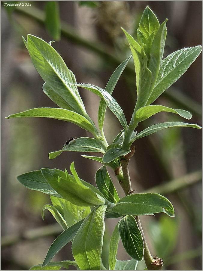 Image of Salix &times; holosericea specimen.