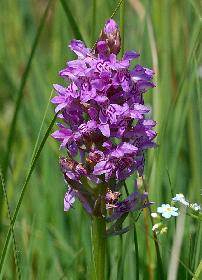 Image of Dactylorhiza majalis specimen.