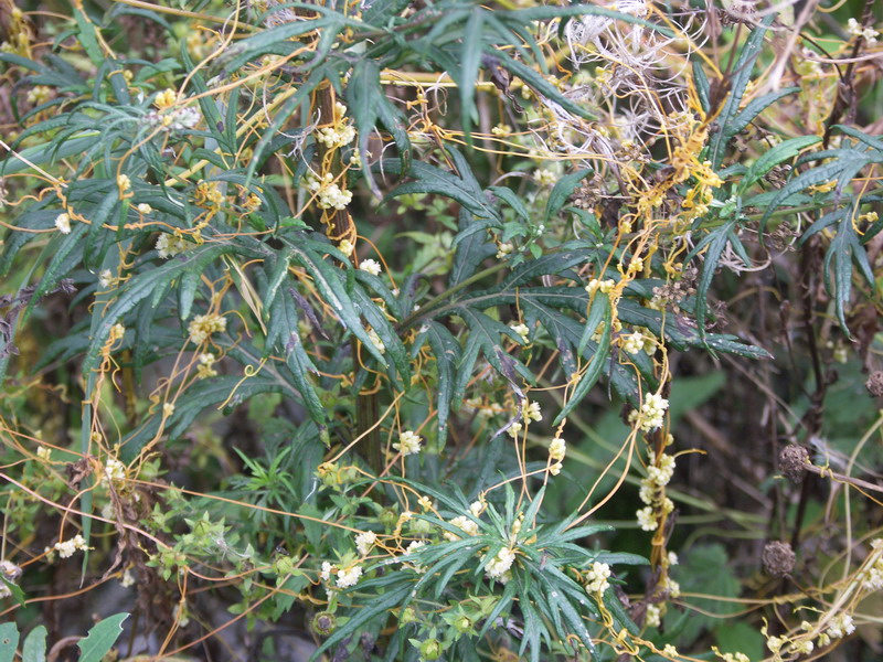 Image of Cuscuta campestris specimen.