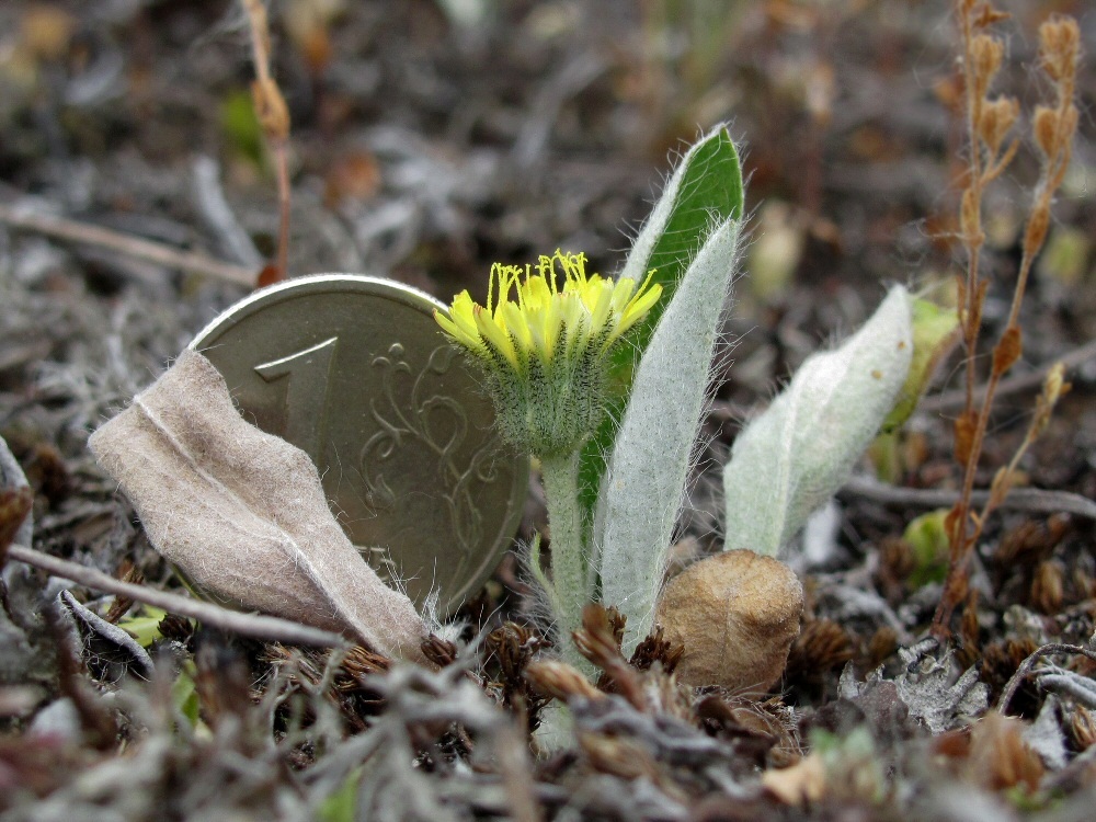 Изображение особи Pilosella officinarum.