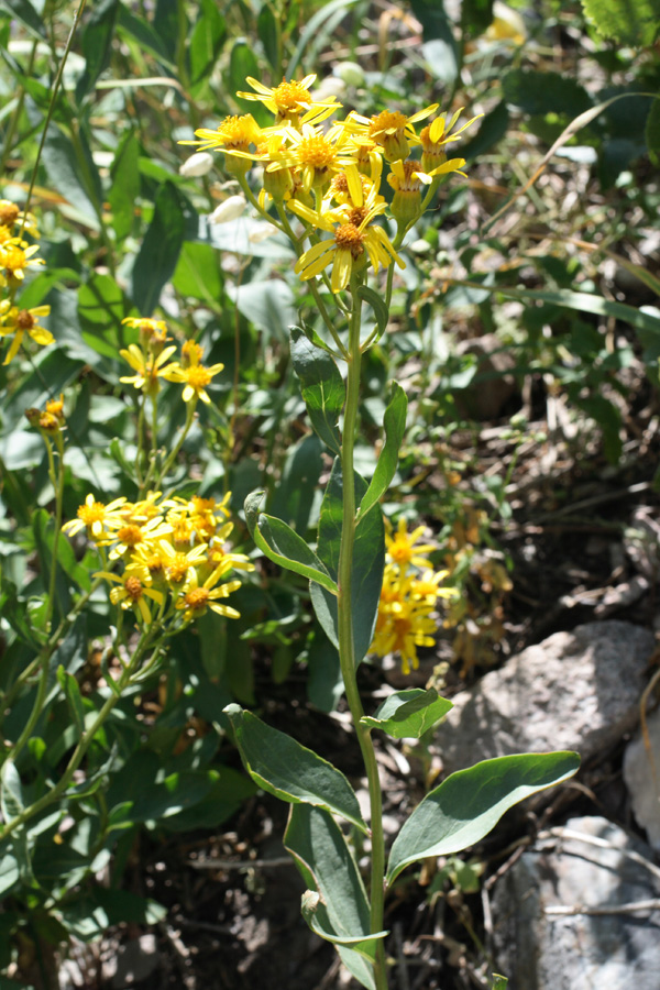 Image of Senecio racemulifer specimen.