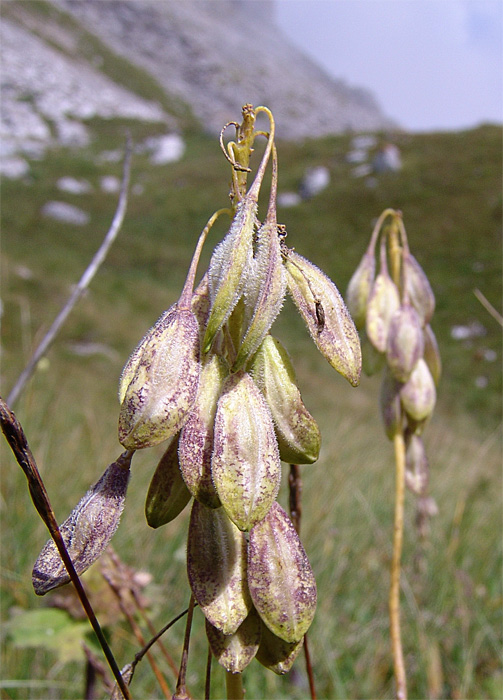 Image of Isatis caucasica specimen.