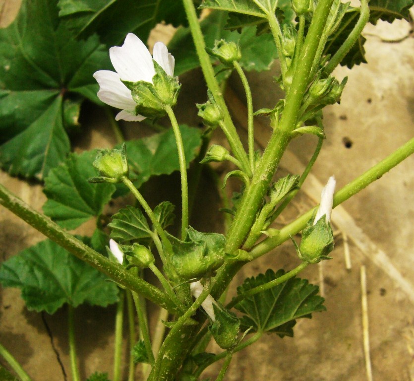 Image of Malva neglecta specimen.