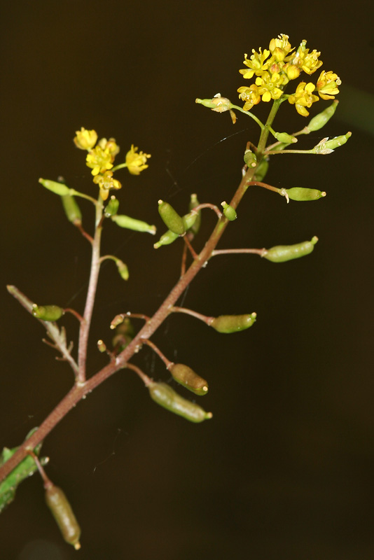 Image of Rorippa palustris specimen.