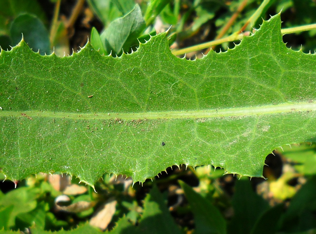 Image of Sonchus arvensis ssp. uliginosus specimen.