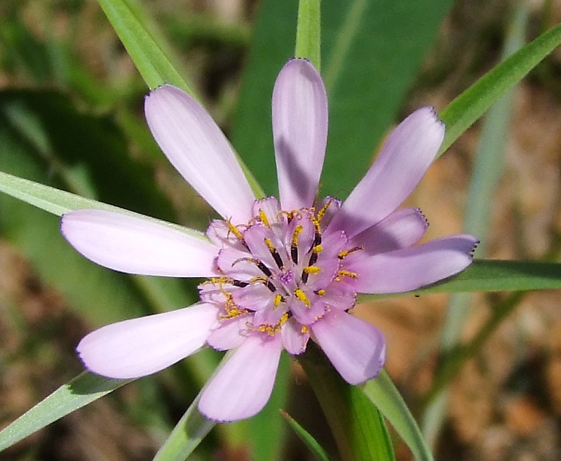 Изображение особи Geropogon hybridus.