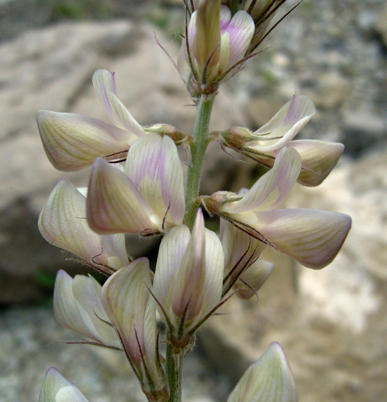 Image of Hedysarum macranthum specimen.