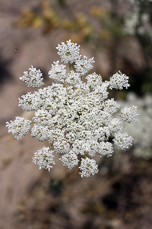 Изображение особи Daucus carota.