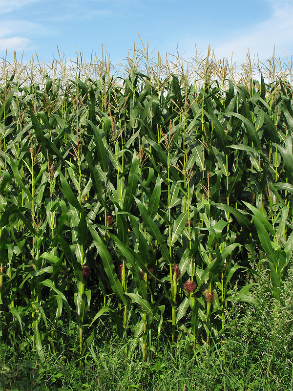 Image of Zea mays specimen.