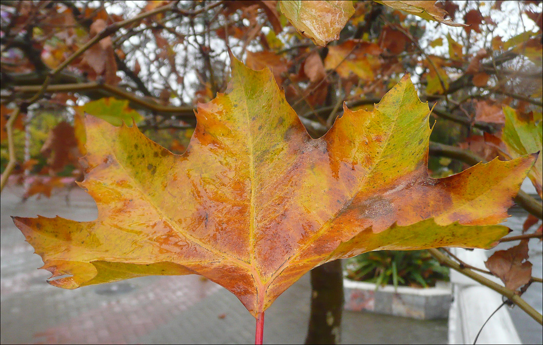 Image of Platanus &times; acerifolia specimen.