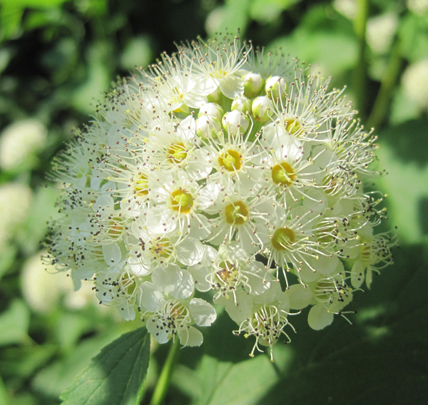 Image of Physocarpus opulifolius specimen.