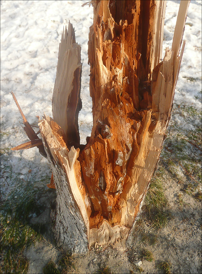 Image of Cupressus sempervirens specimen.