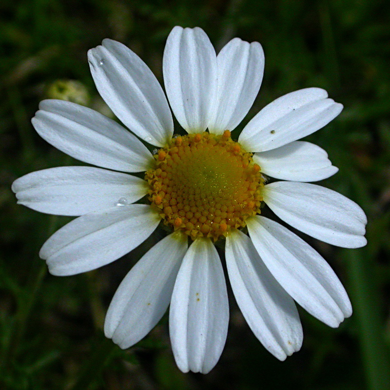 Image of Anthemis arvensis specimen.