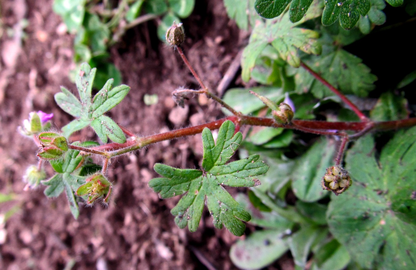 Image of Geranium molle specimen.