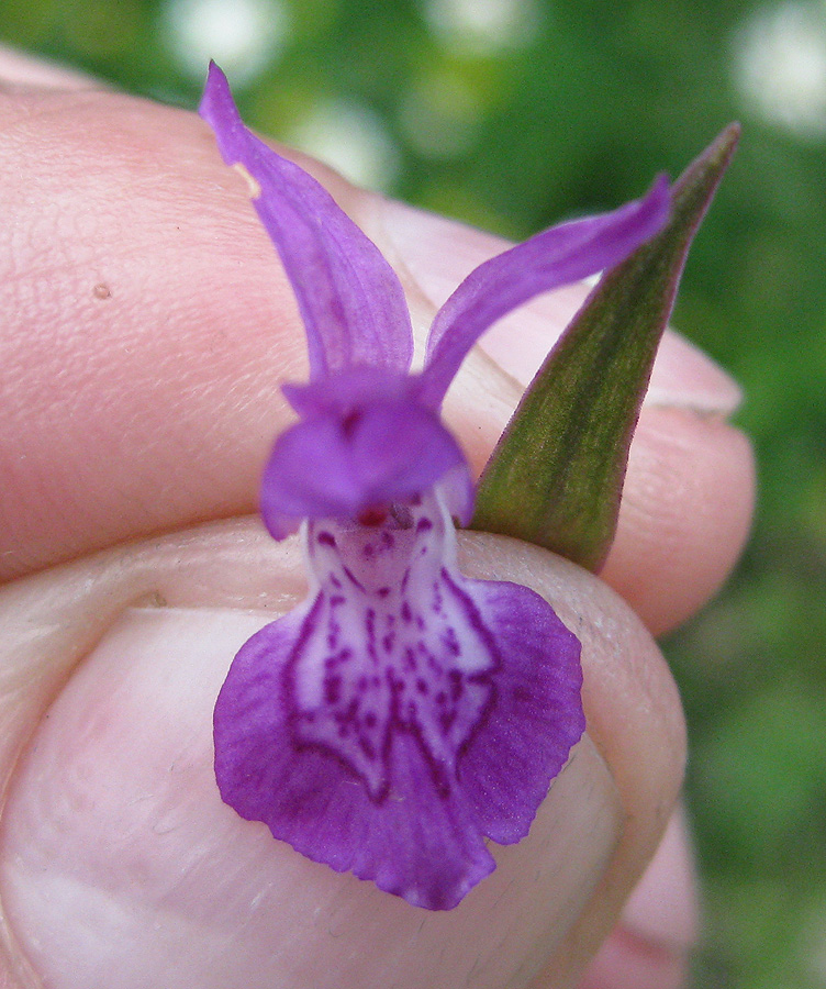 Image of Dactylorhiza majalis specimen.