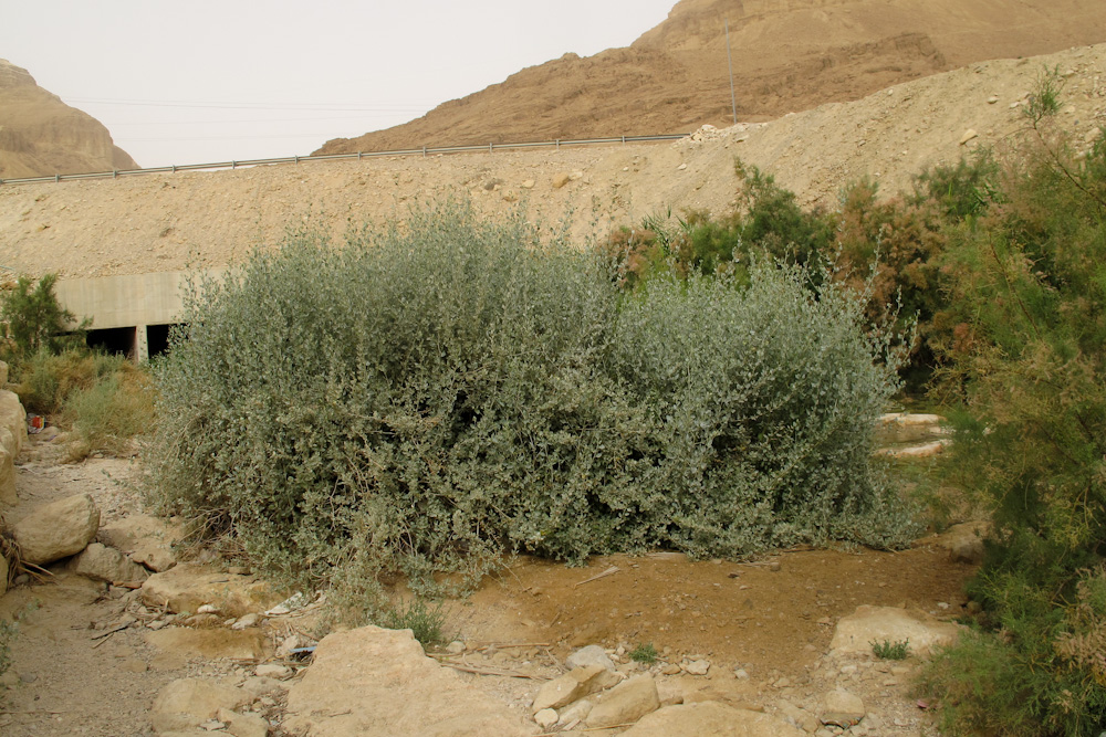 Image of Atriplex halimus specimen.