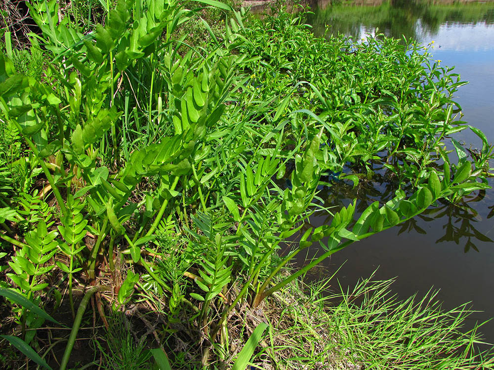 Image of Sium latifolium specimen.