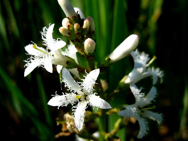 Изображение особи Menyanthes trifoliata.