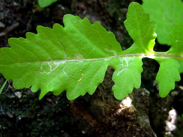 Image of Rorippa palustris specimen.