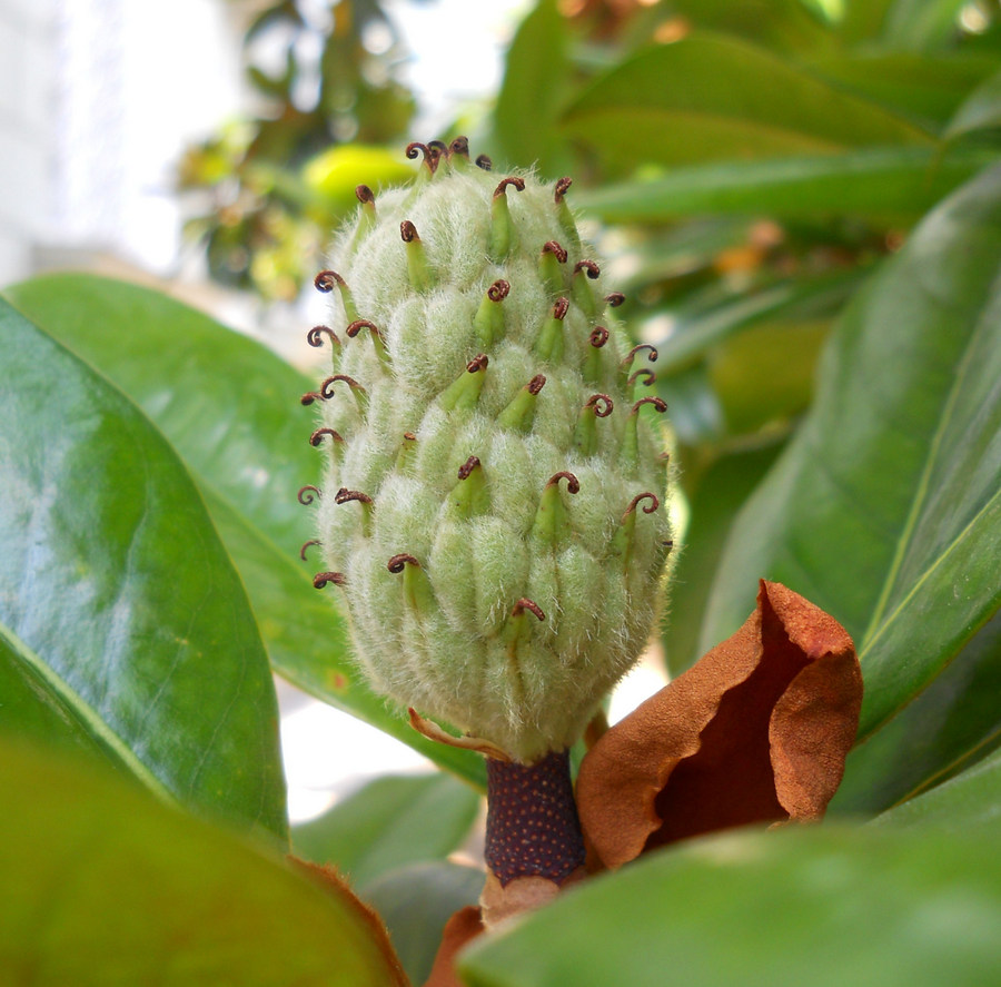 Image of Magnolia grandiflora specimen.