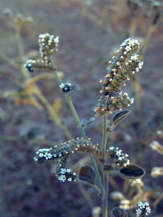 Изображение особи Heliotropium ellipticum.