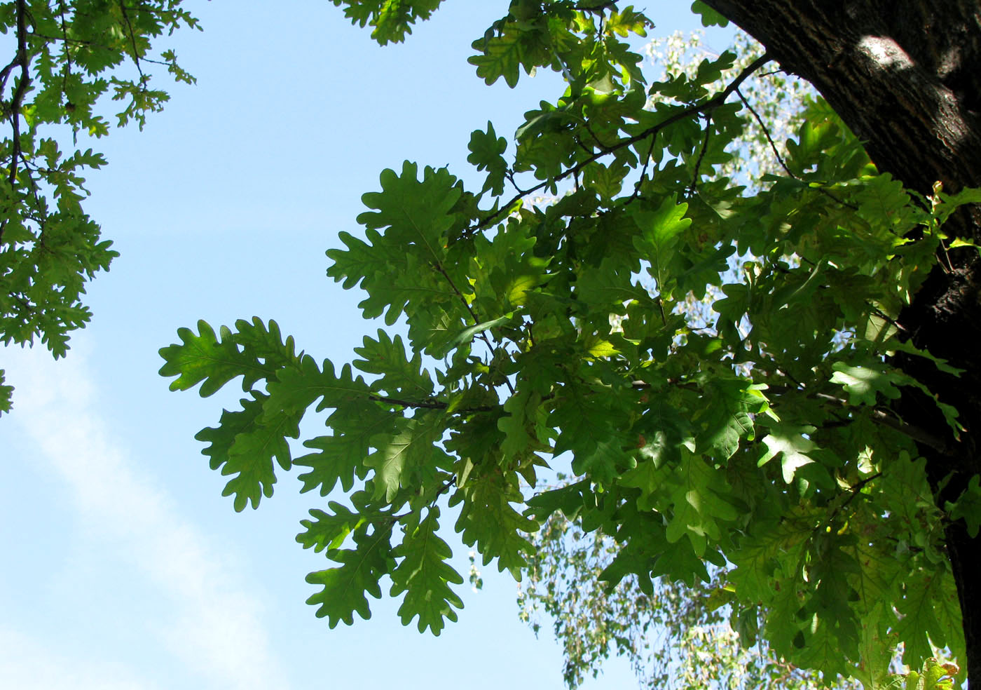 Image of Quercus robur specimen.