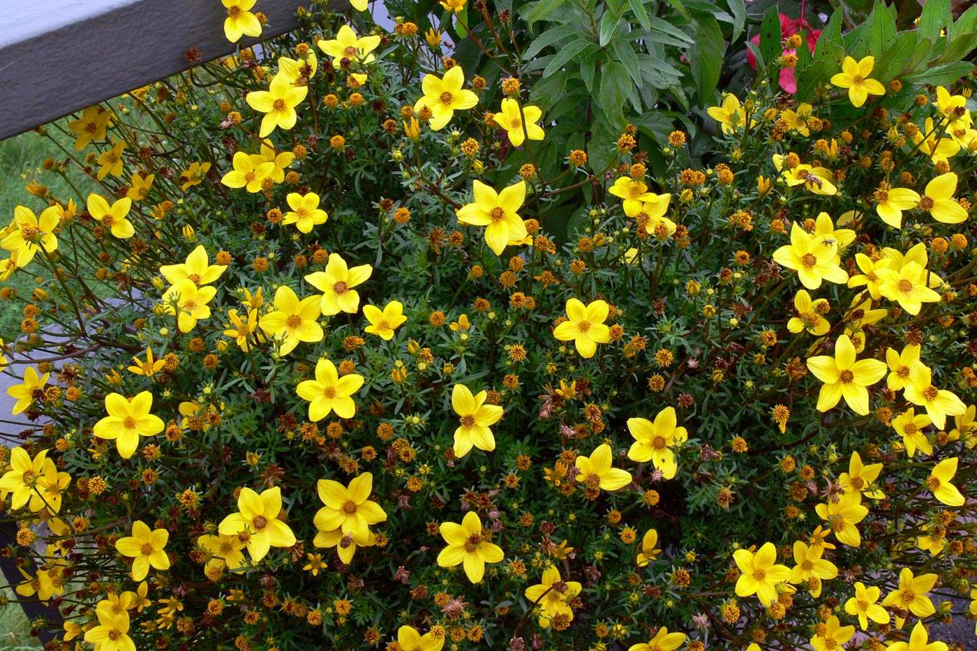 Image of Bidens aurea specimen.