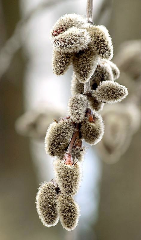 Изображение особи Populus tremula.