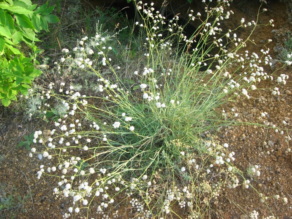 Image of Gypsophila pallasii specimen.