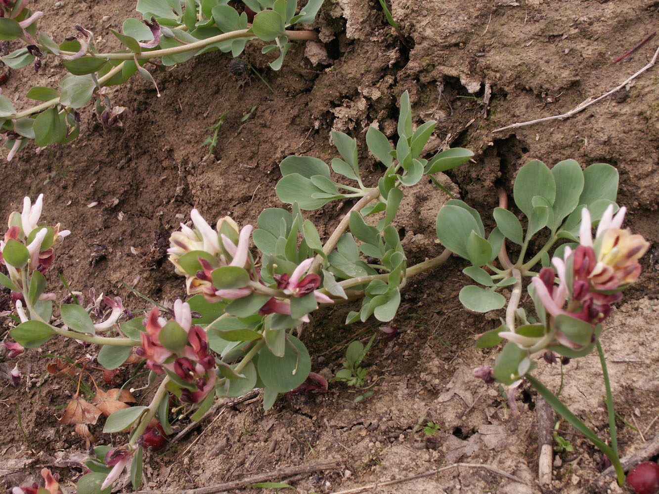 Image of Corydalis ledebouriana specimen.