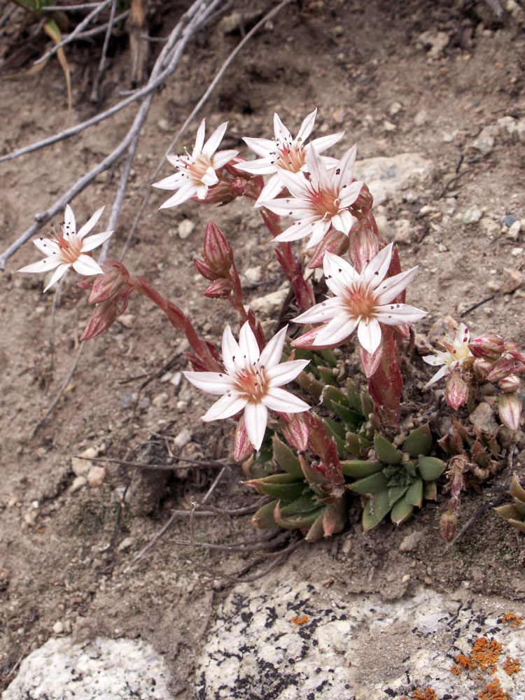 Изображение особи Rosularia alpestris.