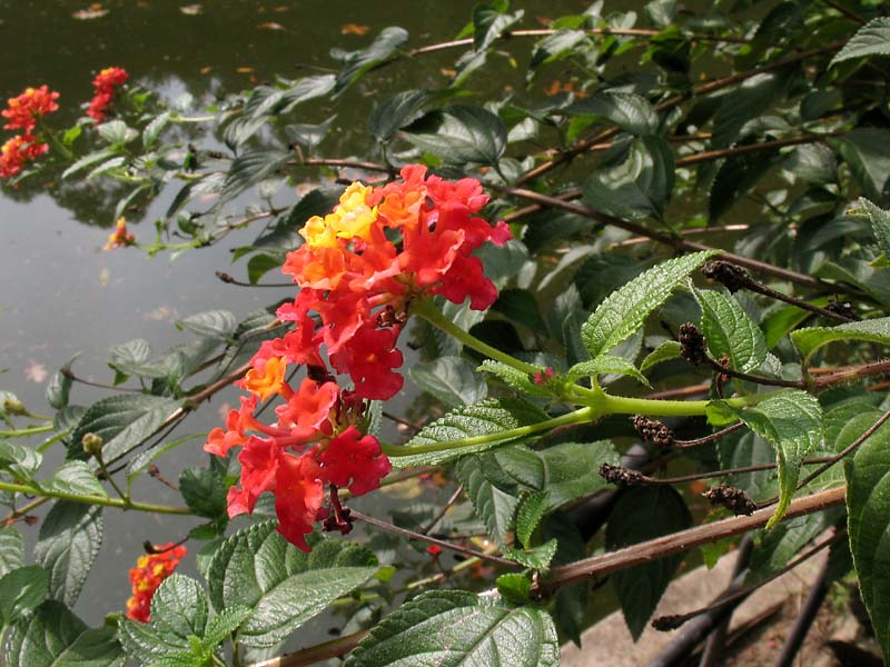 Изображение особи Lantana camara.