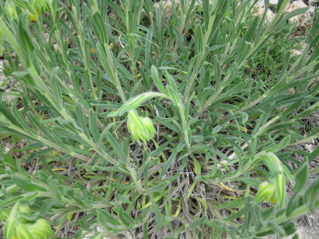 Image of Onosma taurica specimen.