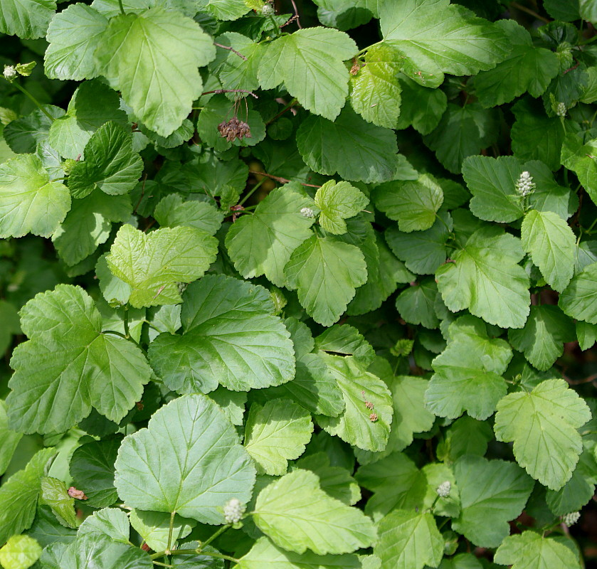 Image of Physocarpus amurensis specimen.