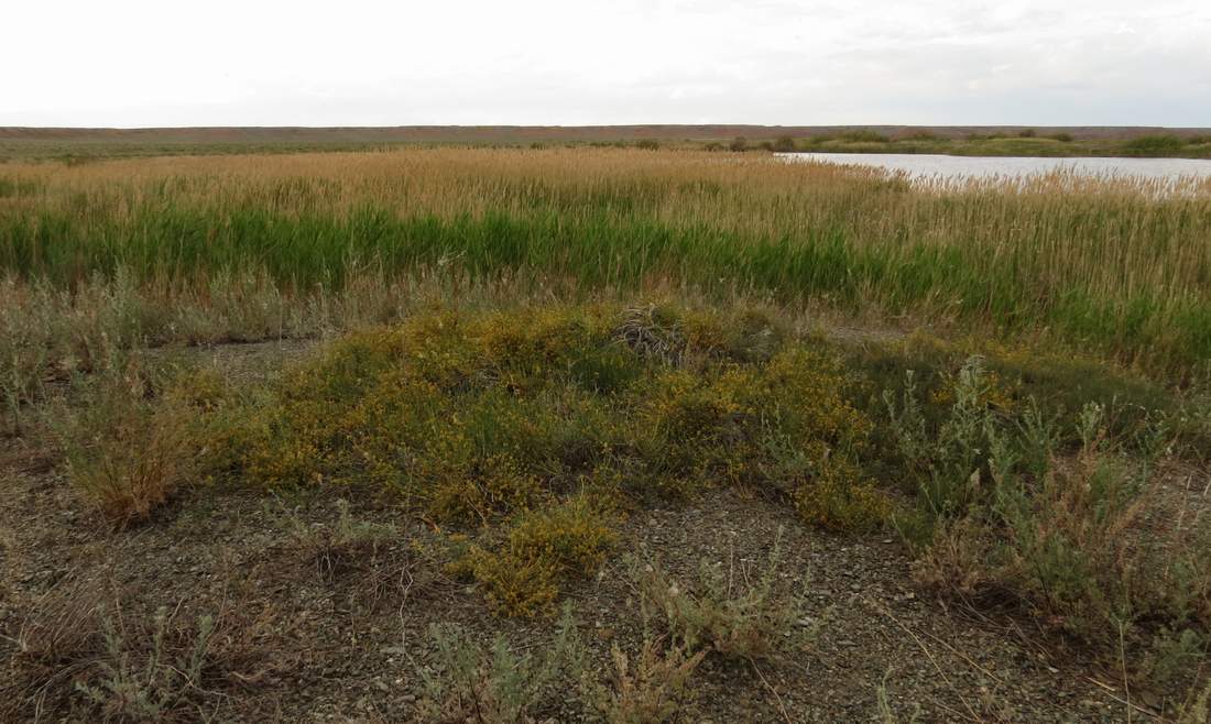 Изображение особи Ephedra lomatolepis.