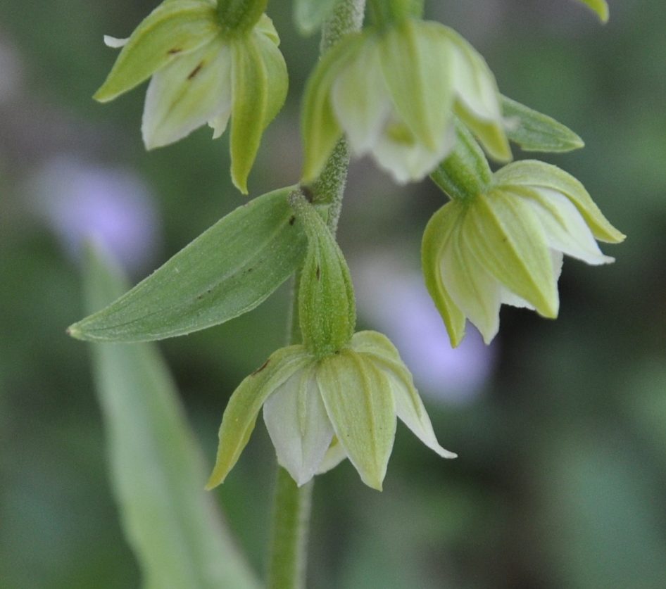 Image of Epipactis helleborine ssp. degenii specimen.