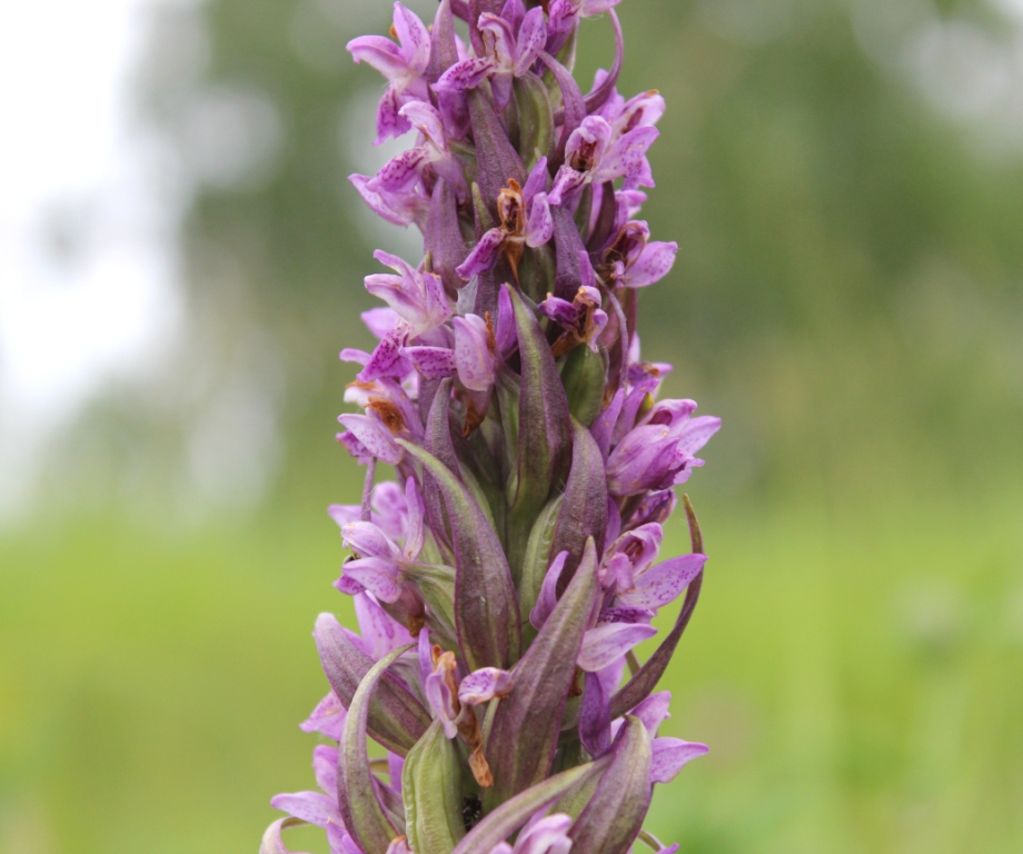 Image of Dactylorhiza incarnata specimen.