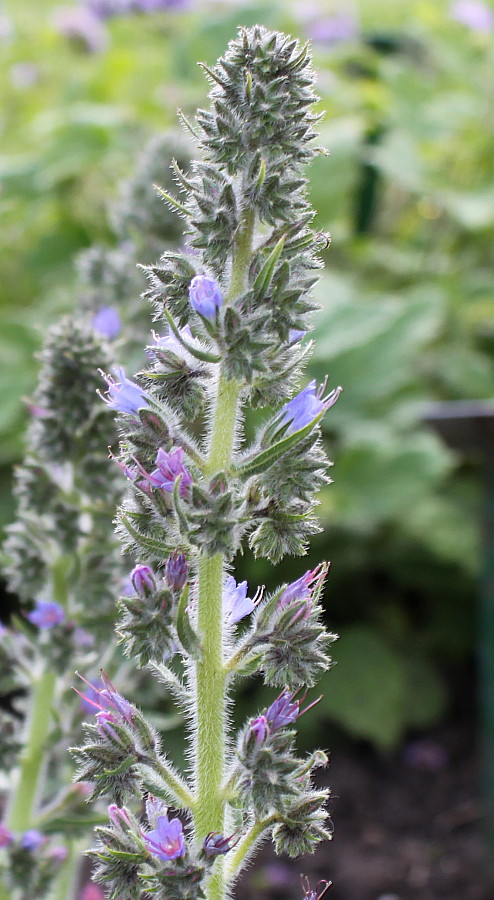 Изображение особи Echium biebersteinii.