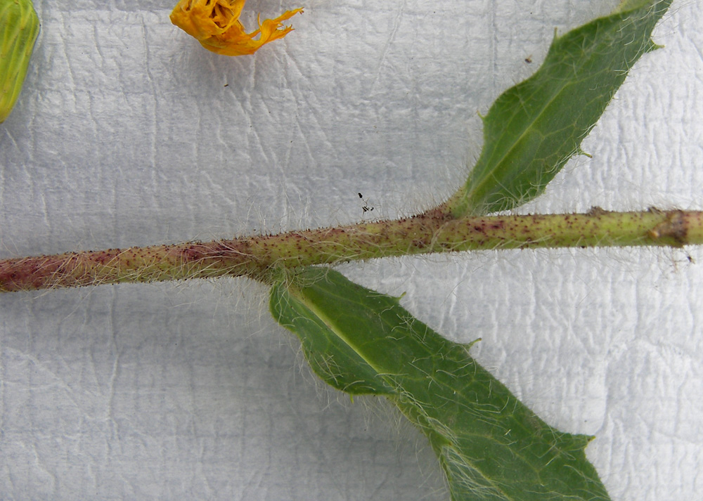 Image of genus Hieracium specimen.