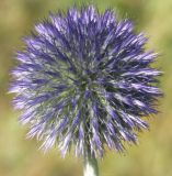 Echinops crispus