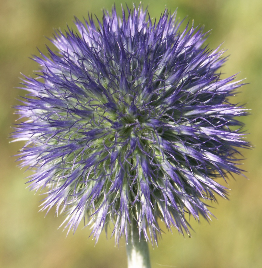 Изображение особи Echinops ruthenicus.