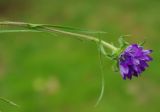 Edraianthus tenuifolius