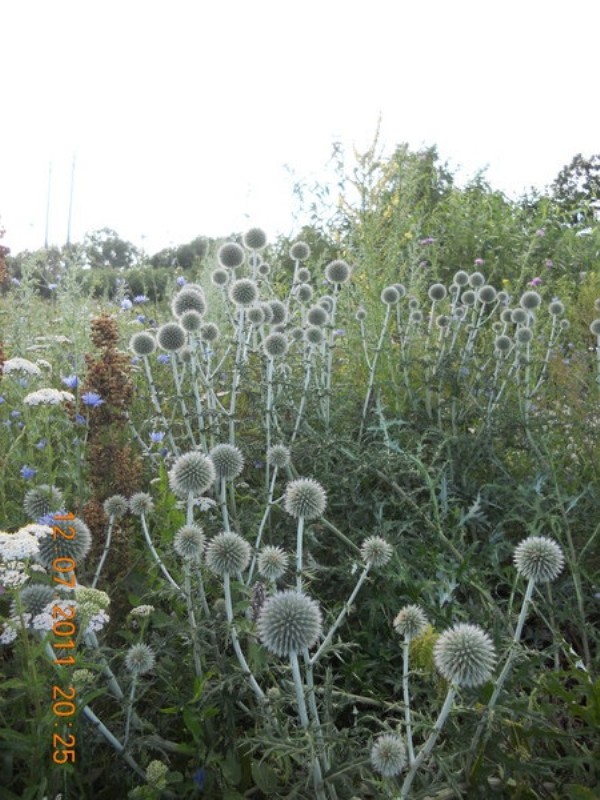 Image of Echinops sphaerocephalus specimen.