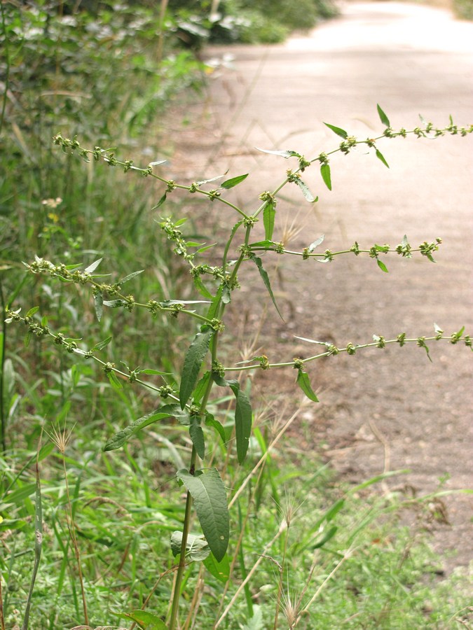 Изображение особи Rumex pulcher.