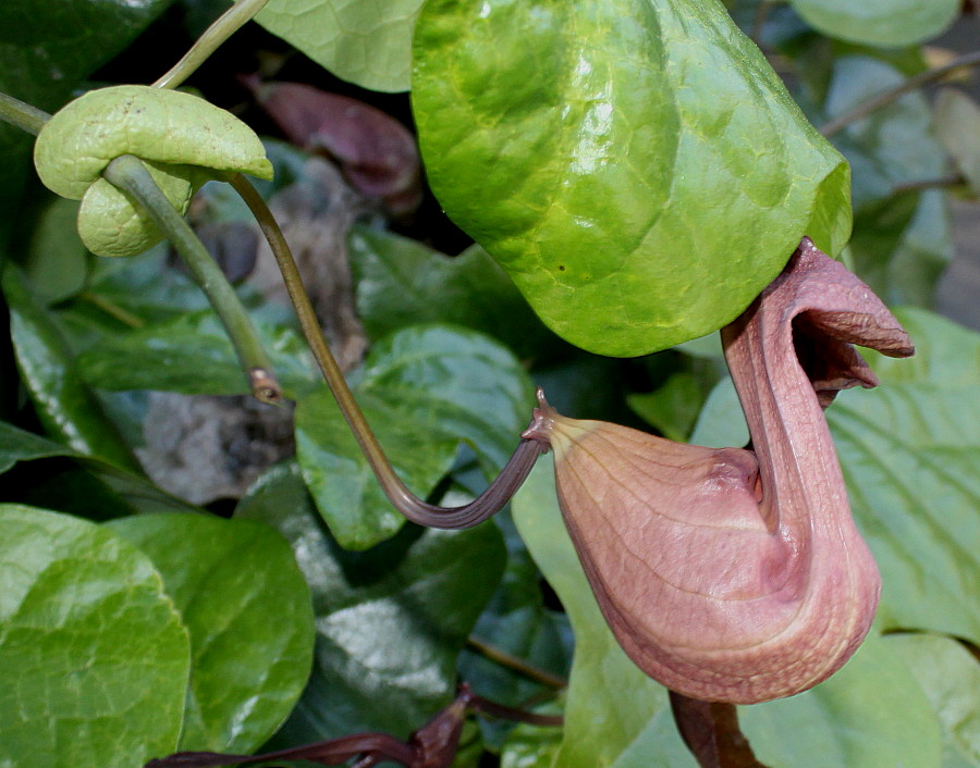 Image of Aristolochia kaempferi specimen.