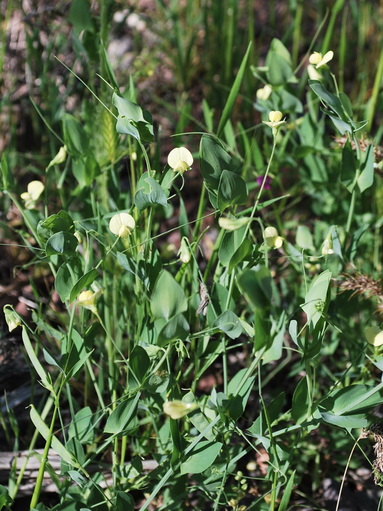 Image of Lathyrus aphaca specimen.