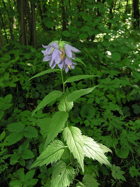 Image of Campanula trachelium specimen.